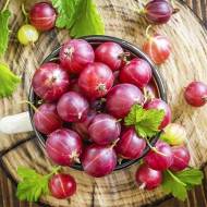 Саджанець Агрус Оксамит в контейнері